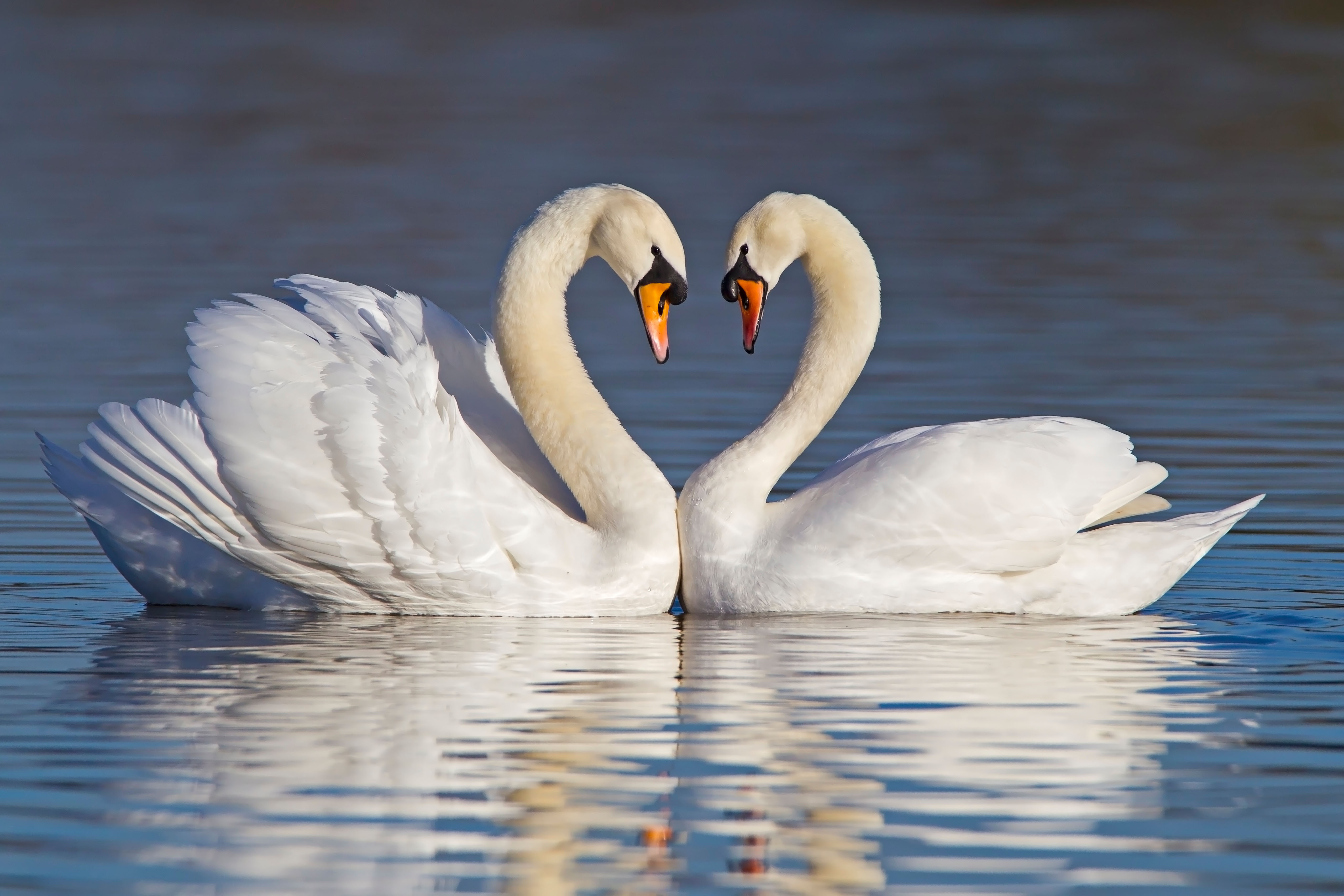 Can Swans Die Of A Broken Heart