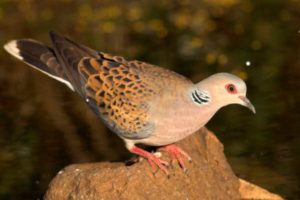 Turtle Dove