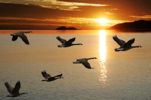 geese