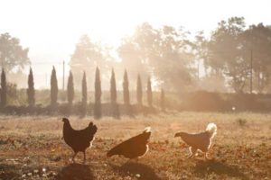 Three french hens