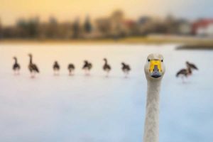 Swans