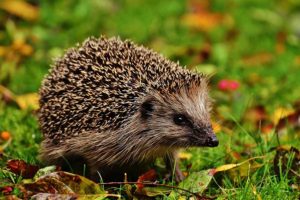 Hedgehog
