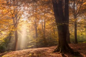 autumn, trees, light, sunshine
